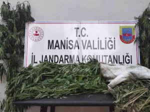 Manisa’da İki İlçede Kenevir Operasyonu
