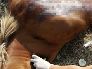 Kırkağaç’ta Fayton Atları Öldürüldü