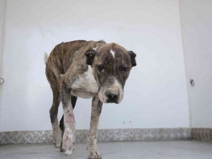 Aracın Çarptığı Köpeğin Yardımına İ̇lkadım Sağlık Ekipleri Koştu