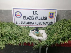 Elazığ’da 119 Kök Kenevir Ele Geçirildi