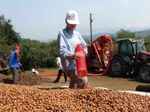 Fındıkta Patoz Zamanı