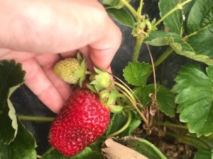 Samsun’da Çilek Üretimi Artıyor