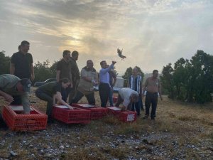 Kırklareli’nde 500 Adet Keklik Doğaya Salındı