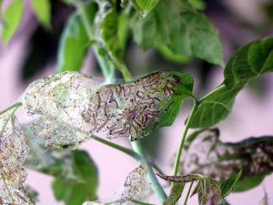 Ağaçlarda ‘Amerikan Beyaz Kelebeği’ İstilası