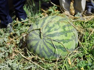 Diyarbakır’da 30 Bin Dekarda 121 Ton Karpuz Hasadı