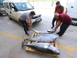 Muğla’da Avlanması Yasak Olan 3 Adet Mavi Yüzgeçli Orkinos Balığı Ele Geçirildi