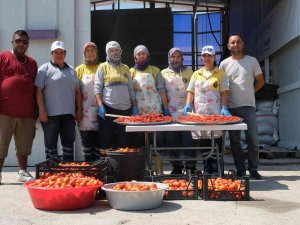 Didim Belediyesi Domates Hasadına Başladı