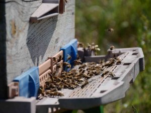 Bal Arısı Zehri Üretim Kurs Başvuruları Başladı