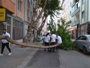 Şiddetli Rüzgar Çeyrek Asırlık Ağacı Devirdi