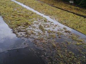 Üzüm Sergileri Su Altında Kaldı