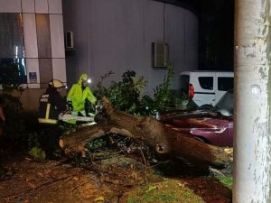 Yalova’da Fırtına Ağaçları Devirdi, Çatılar Uçtu