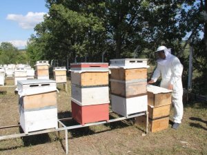 Çorum’da “Bal Hasadı” Başladı