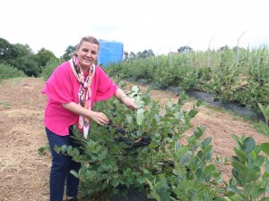 Süper Meyve Aranyoda Hasat Zamanı