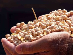 Yozgat’ta Nohutta 75 Bin Ton Rekolte Bekleniyor