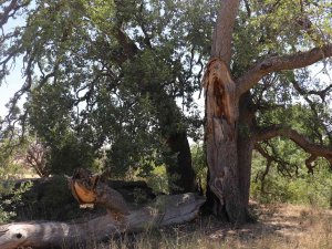 Yeni Gelinin Batıl İnancı 500 Yıllık Meşe Ağacını Yaktı