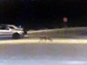 Elazığ’da Aç Kalan Tilki Şehre İndi