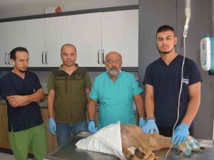 Hayvanların Saldırısına Uğrayan Karaca Yavrusu Koruma Altına Alındı