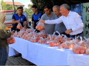 Honaz Belediyesi Ata Tohumundan Yetiştirilen Domatesleri Halka Ücretsiz Dağıttı
