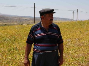 “Anız Yangınında Hayvanlar Ölüyor Ve Toprağın Yapısı Değişiyor”