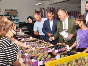 Kraliçe İnciri İçin Bursa Büyükşehir Devrede