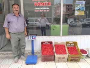 Hisarcık’ta Kızılcık Üretimi Arttı Fiyatlar 15 Tl’ye Düştü