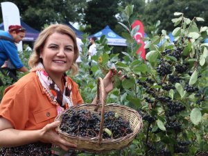 "Süper Meyve" Aronyada Hasat Mutluluğu
