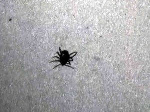 Yozgat’ta Keneden Ölenlerin Sayısı 4’e Yükseldi