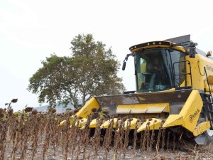 Altıeylül’de İlk Ayçiçeği Hasadı Yapıldı