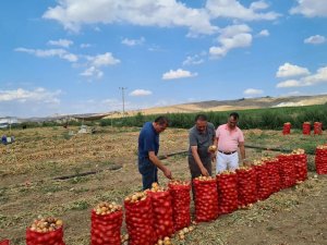Çorum’da Soğan Üretimi Arttı