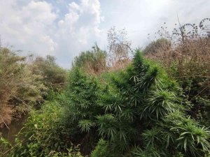 Tire’de 67 Kök Kenevir Ele Geçirildi