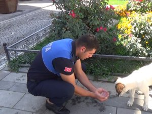 Zabıta Memuru Susayan Köpeğe Elleriyle Su İçirdi