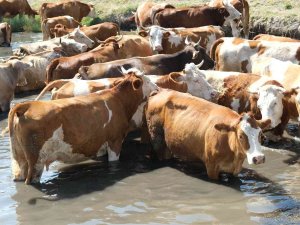 Besiciler Sıcaktan Etkilenen Büyükbaş Hayvanlarını Gölette Serinletiyor