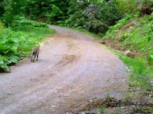 Düzce’de Vaşak Görüntülendi