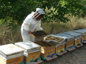 Mtü’de Bal Hasadı Tamamlandı