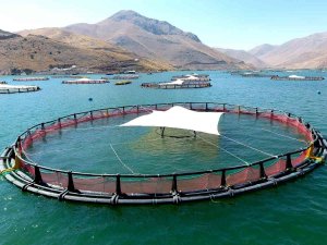 Adıyaman’dan Rusya Ve Japonya’ya ‘Türk Somonu’ İhracatı