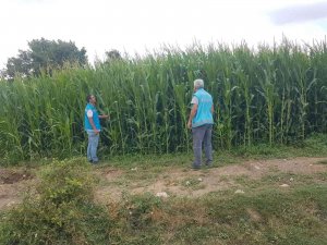 Şaphane’de Yem Bitkileri Saha Kontrolleri