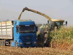 Alım Garantili Silajlık Mısırın Üretimi Arttı: Beklenen Rekolte 85 Bin Tonun Üzerinde