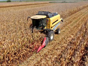 Türkiye’de İlk Kez Kumda Mısır Yetiştirildi, Rekolte Yüz Güldürdü