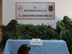 Jandarma Kenevir Bitkisi Ele Geçirdi