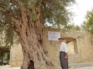 Mersin’de 820 Yıllık Anıt Ağaç Koruma Altına Alındı