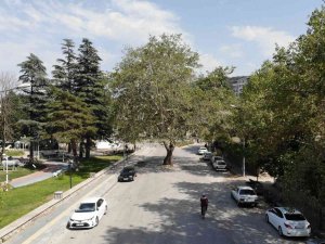 Yol Ortasında Kalan Asırlık Çınar Şehrin Sembolü Haline Geldi