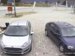 Şaşkına Çeviren Köpek Hırsızlığı