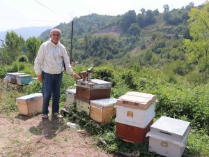 Zonguldak’ta Bal Üretimi 300 Tondan 30 Tona Düştü