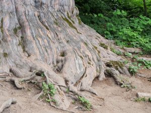 4118 Yaşındaki Porsuk Ağacı İhtişamıyla Göz Dolduruyor