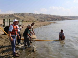 Çorum’da Baraj Ve Göletlere 900 Bin Sazan Balığı Yavrusu Bırakıldı
