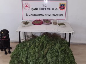 Şanlıurfa’da 5 Kilo Esrar Ve 765 Kök Kenevir Ele Geçirildi