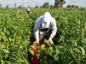 Bafra Ovası’nda Kapya Biber Üreticinin Yüzünü Güldürüyor