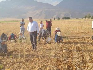 Coğrafi İşaretli Tunceli Sarımsağının İlk Hasadı Yapıldı