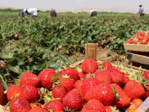 Elazığ’da Çilek Hasadı Sürüyor