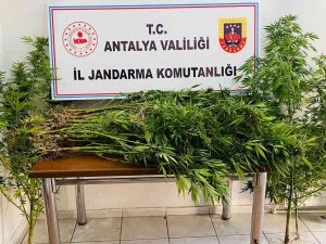 18 Yıl Önce Vefat Eden Adamın Kullanılmayan Evinin Bahçesinde Karı Koca Kenevir Yetiştirdiler